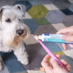 Oral Hygiene Kit – Toothbrush & Paste for Dogs & Cats ۴