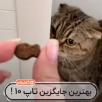 مولتی ویت